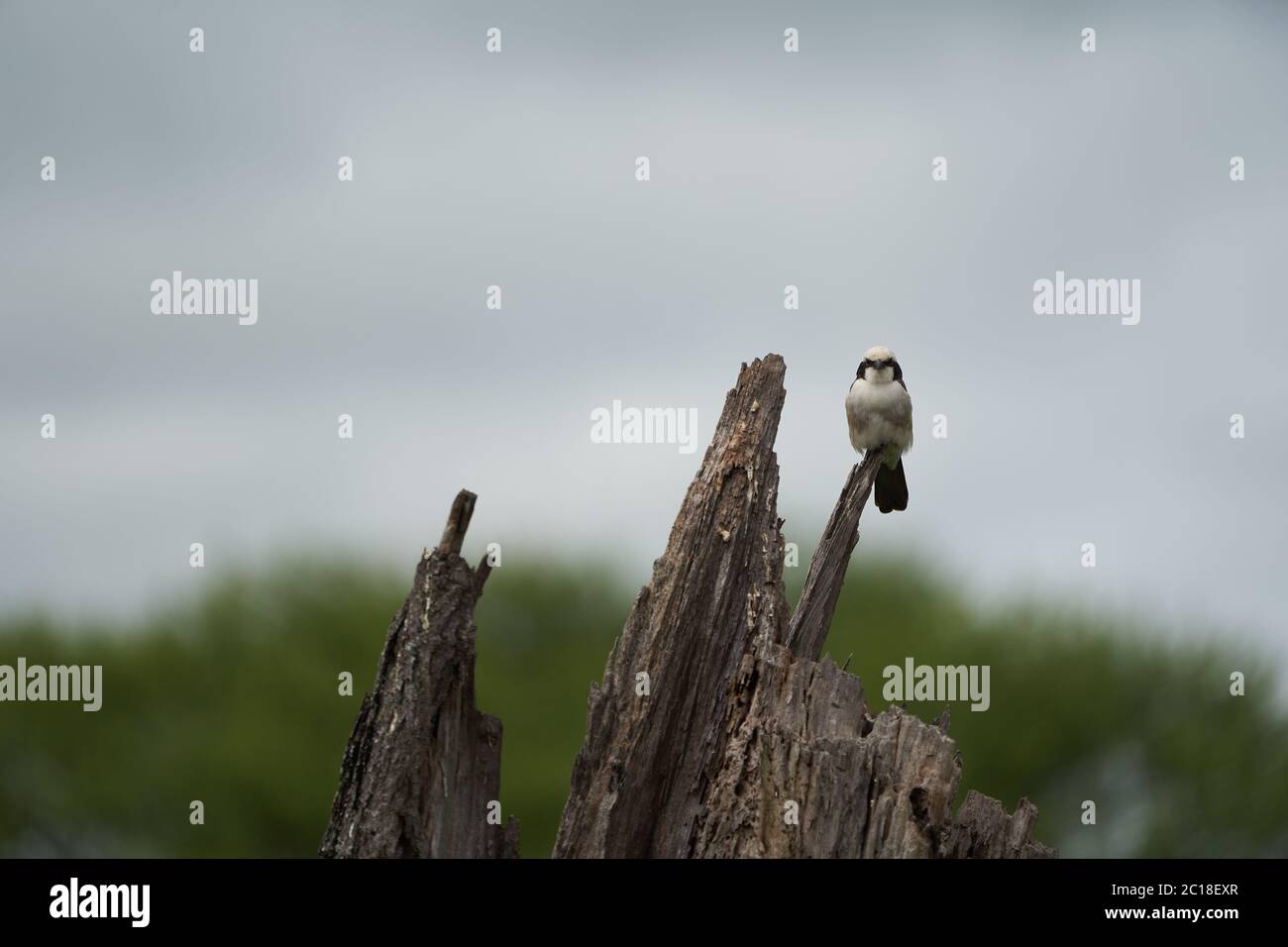 Borraccia bianca settentrionale o gamberetto bianco frugato Eurocephalus ruppelli Foto Stock