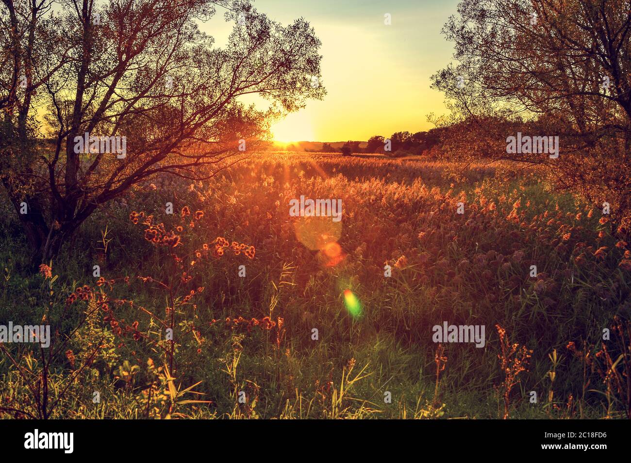 Raggi autunnali del sole sull'erba nel prato all'alba Foto Stock