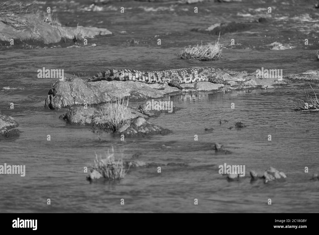 Coccodrillo del Nilo Crocodylus niloticus coccodrillo grande al fiume Serengeti Foto Stock