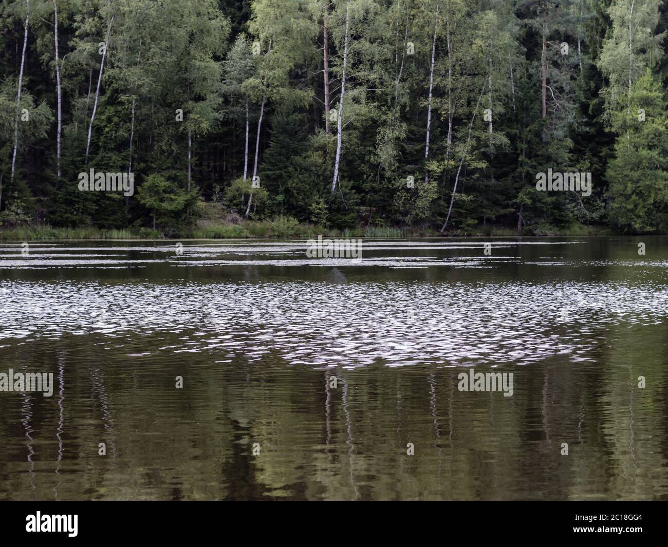 Uiet corpo di acqua, stagno ai margini della foresta, Palatinato superiore, Bavariani, Germania Foto Stock