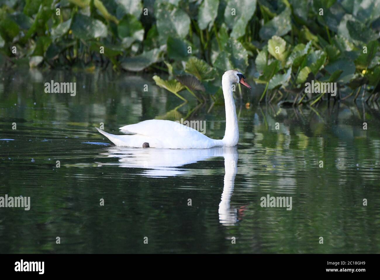 Mute Swan in acqua - Cygnus olor / Cygnus - un paio di mute Swans in acqua nuotare in una palude / stagno - Spatterdock - Nuphar advena Foto Stock