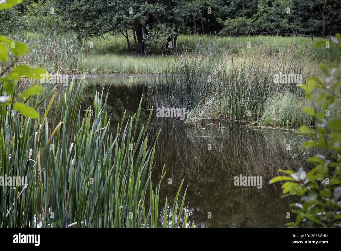 Zona di canna nello stagno, settembre, Palatinato superiore, Bavariani, Germania Foto Stock
