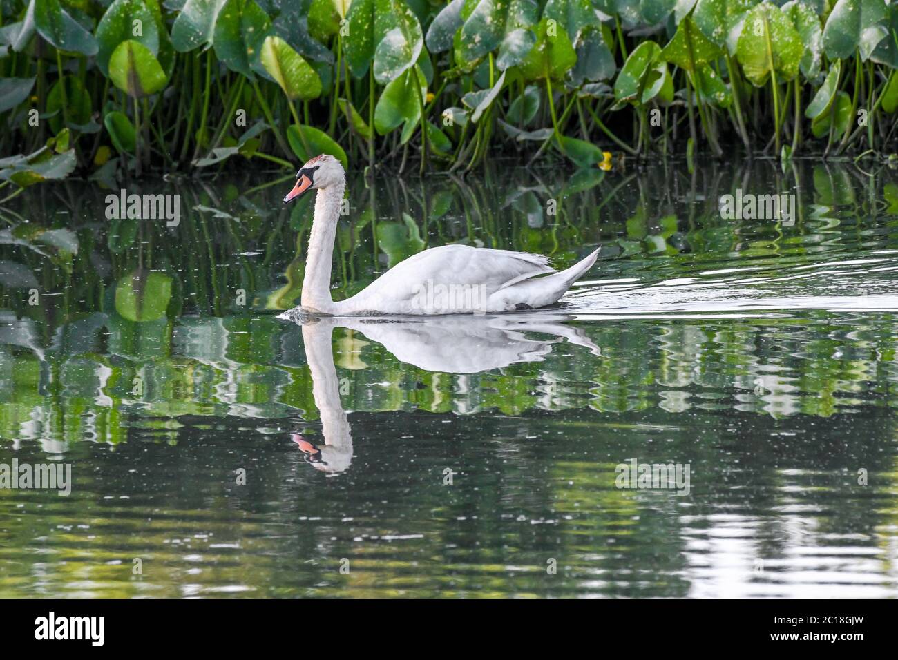 Mute Swan in acqua - Cygnus olor / Cygnus - un paio di mute Swans in acqua nuotare in una palude / stagno - Spatterdock - Nuphar advena Foto Stock