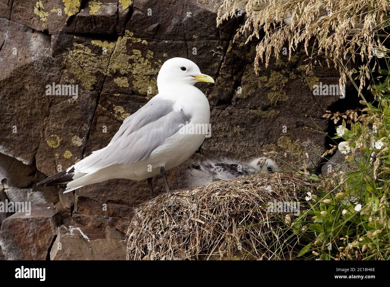 Gabbiano di aringa (Larus argentatus) con cucciolo nel nido, Hafnarholmi,  Islanda orientale, Islanda, Europa Foto stock - Alamy