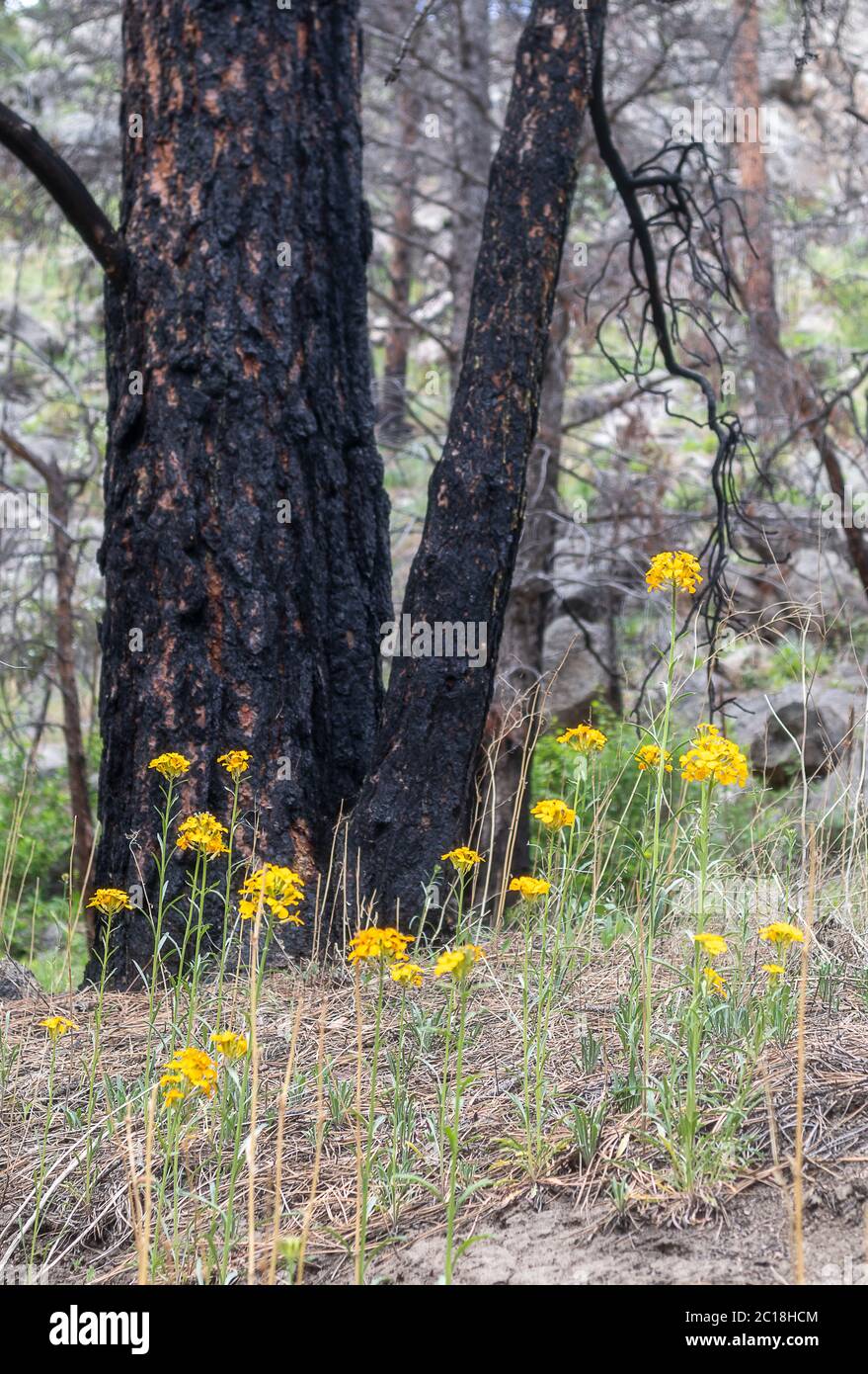 Alberi di carrata e fiori selvatici gialli nella foresta vicino al lago Brainard, Nederland, Colorado Foto Stock
