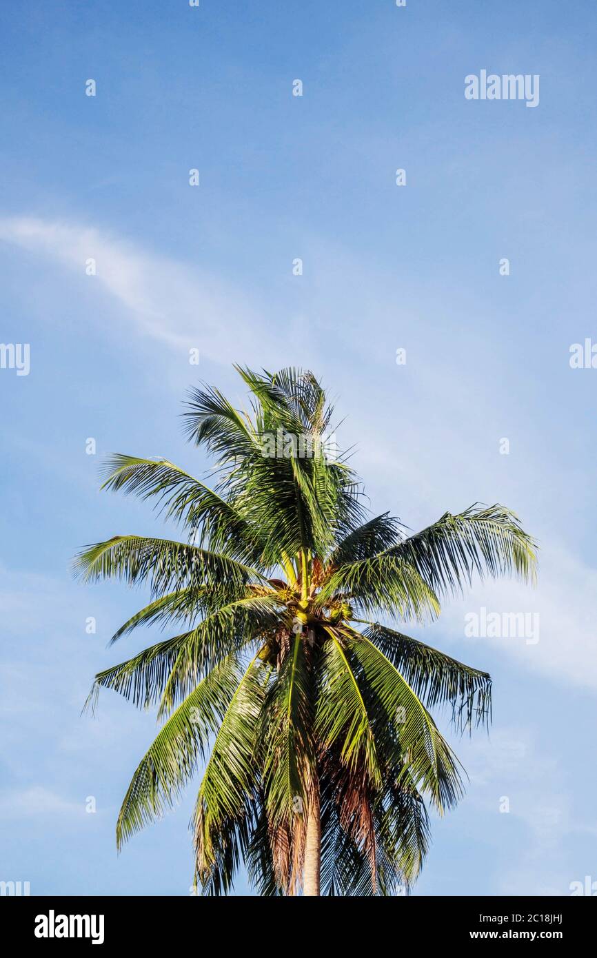 Albero di cocco con cielo. Foto Stock