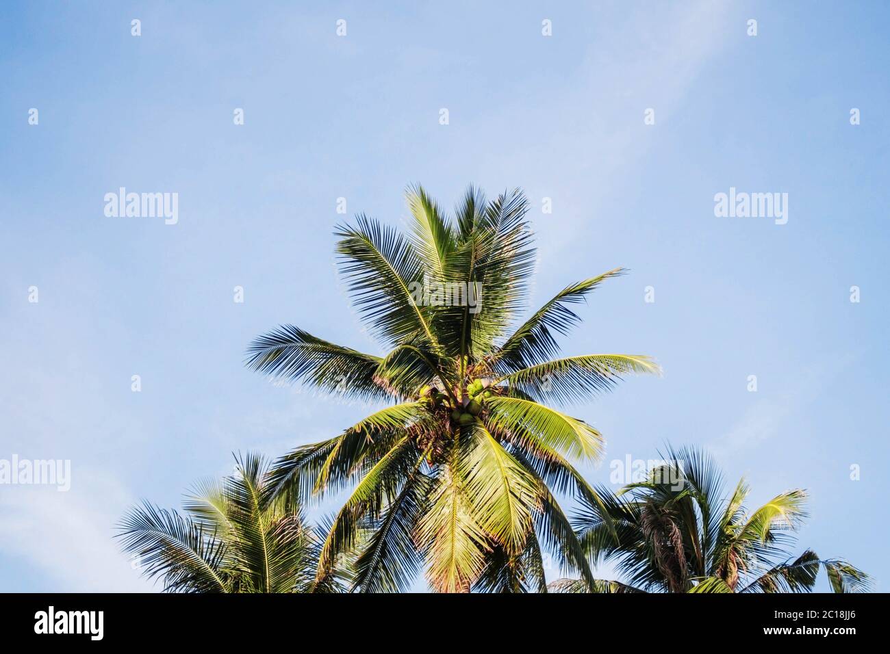 Albero di cocco con il blu del cielo. Foto Stock
