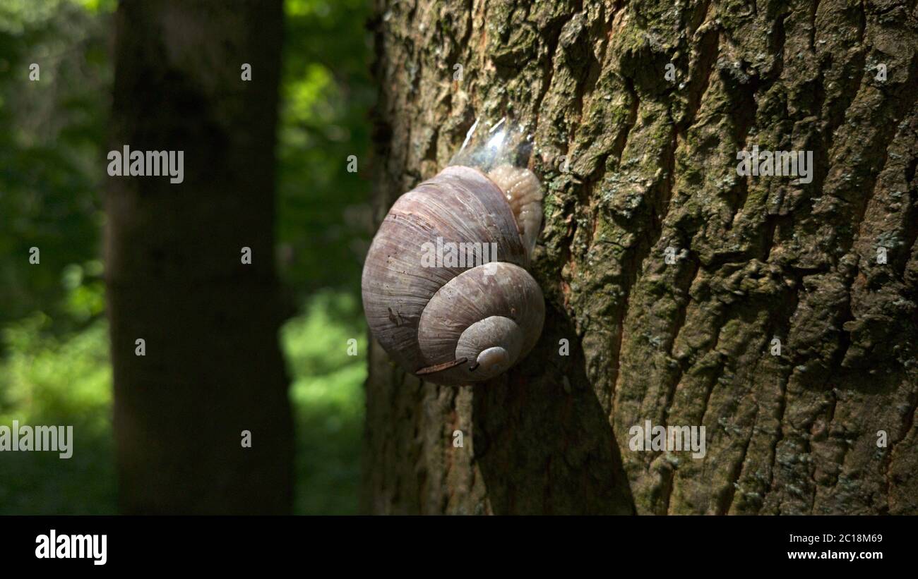 Una lumaca si striscia sulla corteccia di un albero in un giorno di sole. Foto Stock