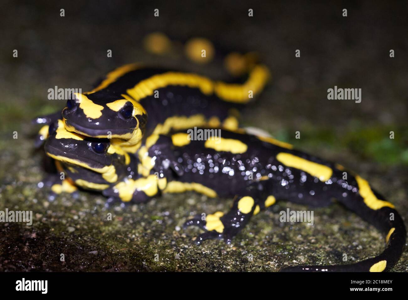 Fuoco salamandra accoppiamento Salamandra salamandra Ritratto notte anfibio Foto Stock