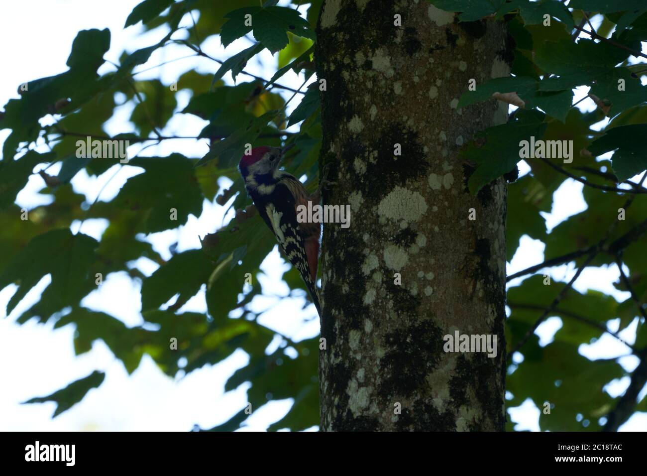 Picchio medio macchiato Dendrocoptes medius Europa albero Foto Stock