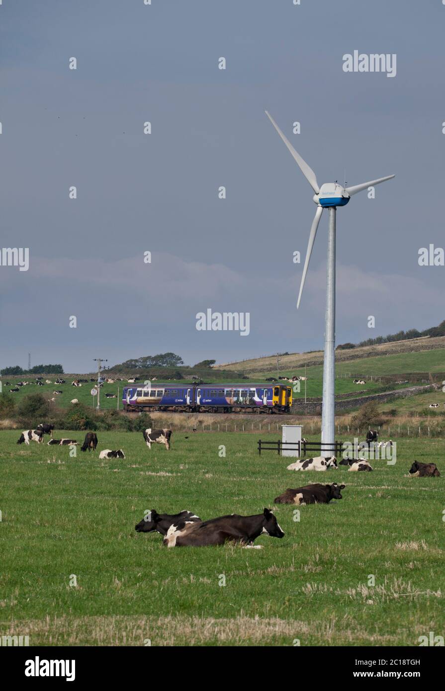 Treno sprinter classe 156 della ferrovia settentrionale che passegna una turbina eolica e vacche da latte a Haverigg sulla linea ferroviaria costiera della Cumbria Foto Stock