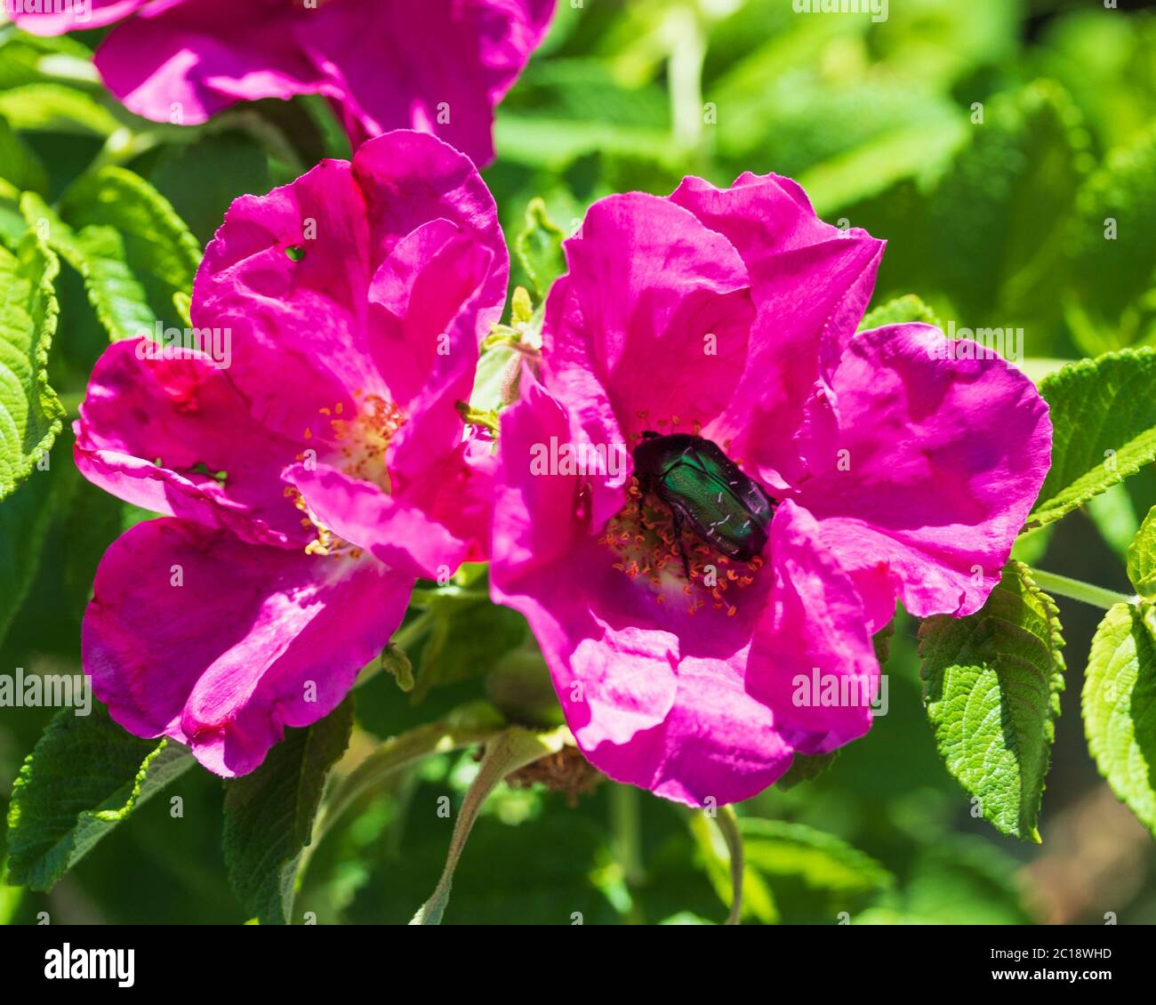 Il bronzo è un tipo di bronzo duro alato (Cetoniinae) il barile si trova su un fiore di rosa, trovato vicino alla città di Chelyabinsk. Foto Stock