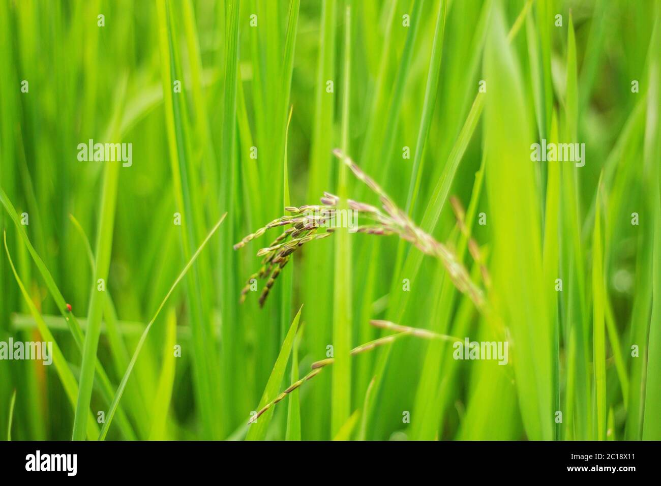 Riso crescente con foglie. Foto Stock