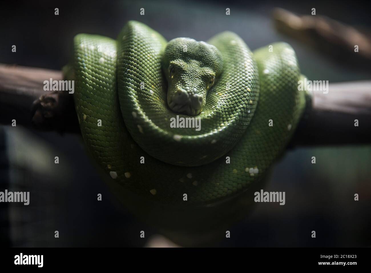 serpente verde che riposa su un ramo di un albero Foto Stock
