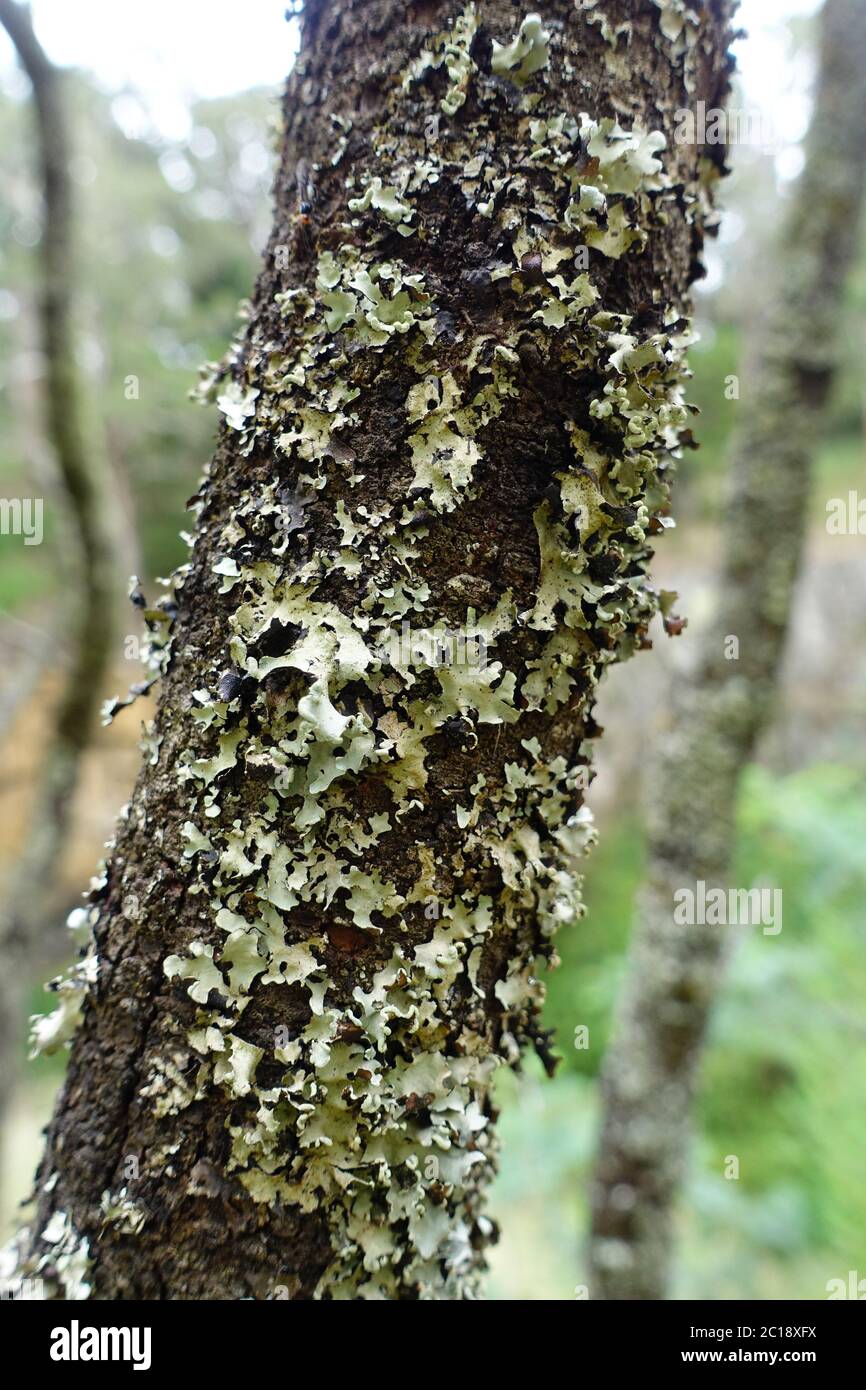 Il Lichen su un ramo Foto Stock