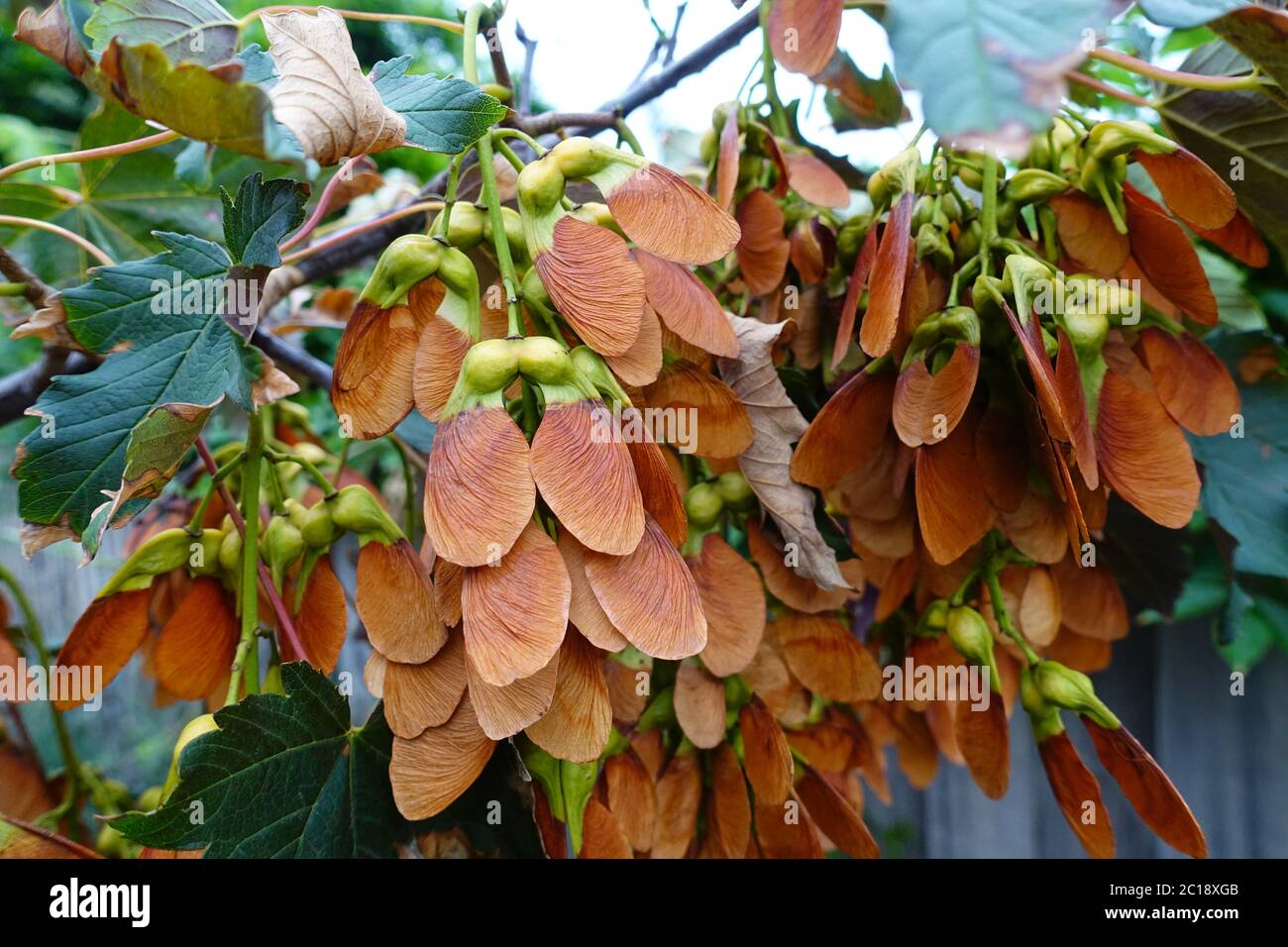 Sycamore semi su un albero Foto Stock