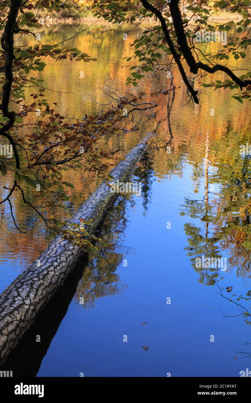 Foto d'autunno, tronco nel lago Foto Stock