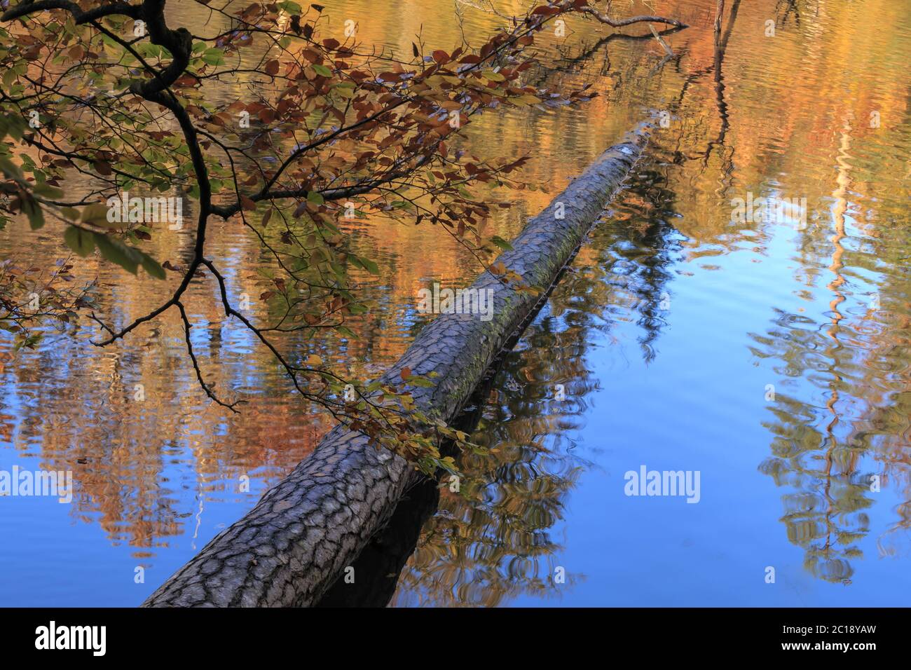 Foto d'autunno, tronco nel lago Foto Stock