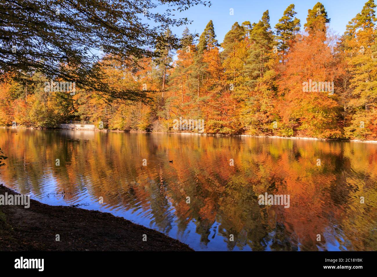 Autunno d'oro sul lago Foto Stock