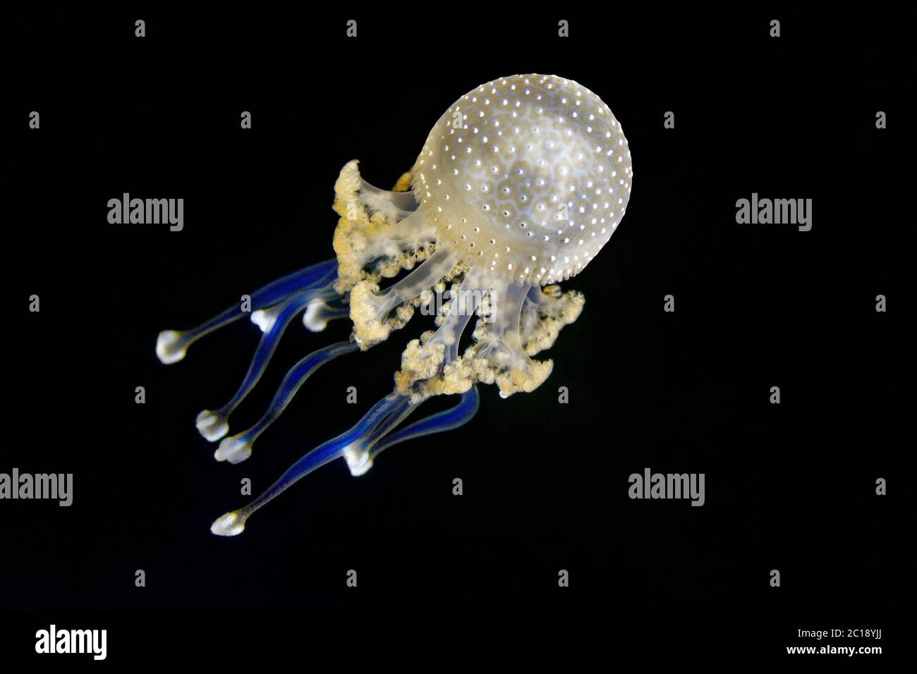 Meduse a macchia bianca - Phyllorhiza punctata Foto Stock