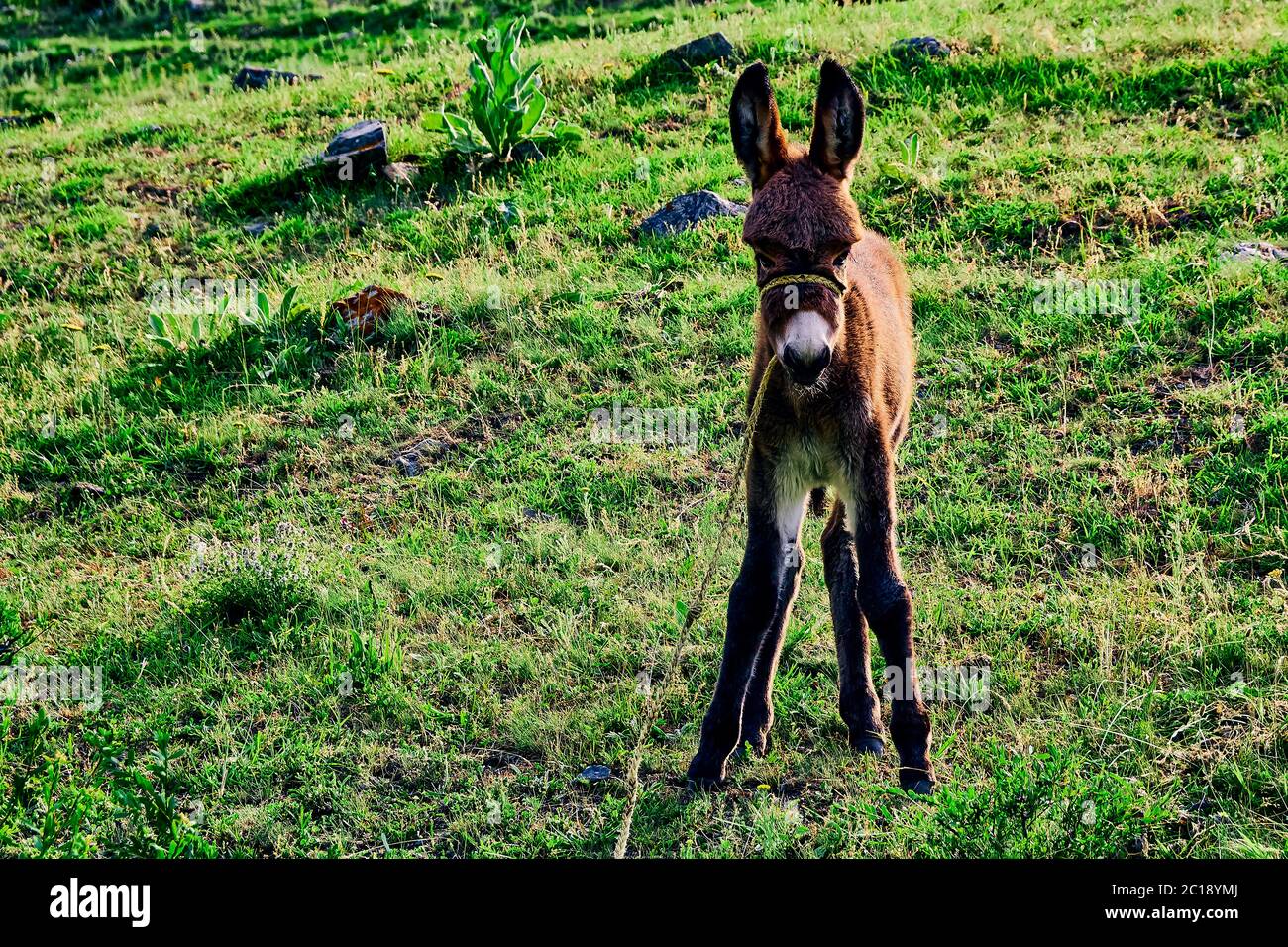 Asino giovane su un pascolo di montagna, con erba verde. Paesaggio di campagna. Giorno d'estate. Foto Stock