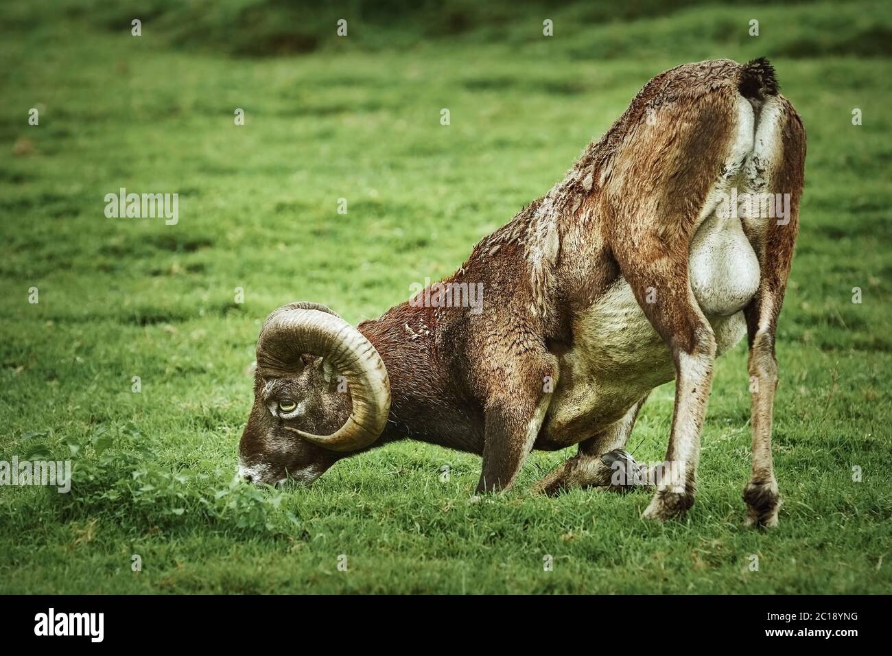 Ram sull'erba Foto Stock