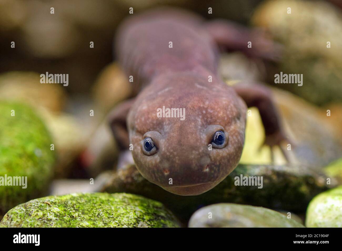 Shancheng stout salamander - Phyhynobius shangchengensis Foto Stock