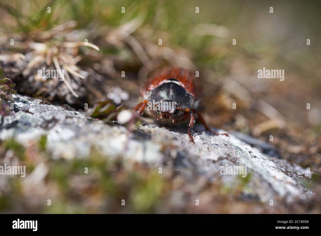 Scarafaggio chiamato anche Maybug o doodlebug europeo Beetle genere melolontha famiglia Scarabaeidae Foto Stock