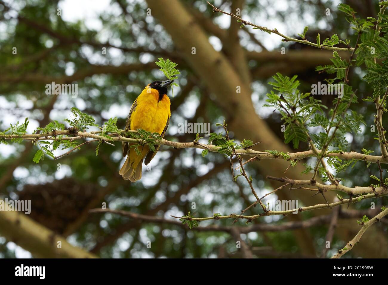 Tanzanian mascherato tessitore Ploceus, reichardi Tanganyika Ploceidae nido edificio Foto Stock