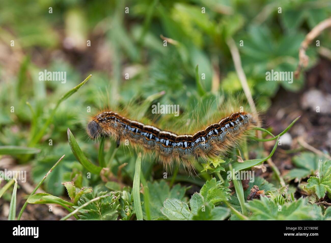 Malacosoma castrense castrensis macinato Lasiocampidae Macro Ritratto Foto Stock