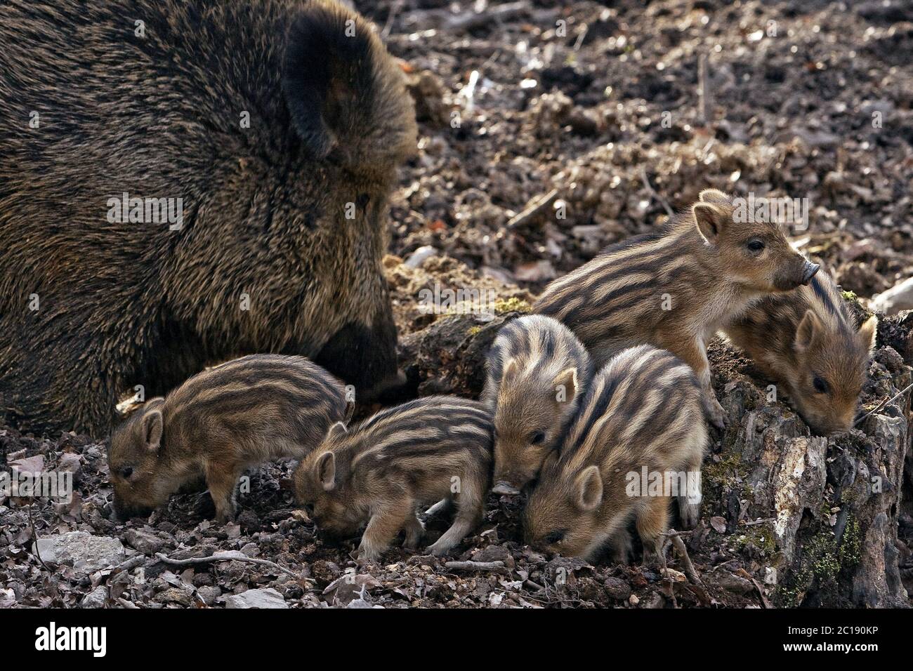 Cinghiale, maiale, cinghiale (Sus scrofa), semina con le scarpe in una foresta, Witten, Germania, Europa Foto Stock