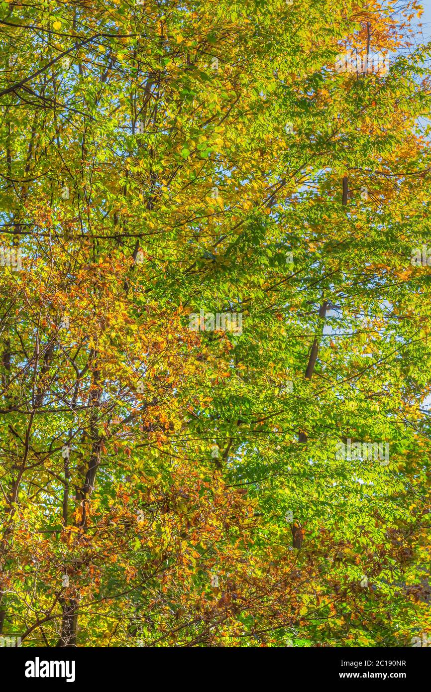Foglie colorate in un paesaggio di foresta autunnale Foto Stock