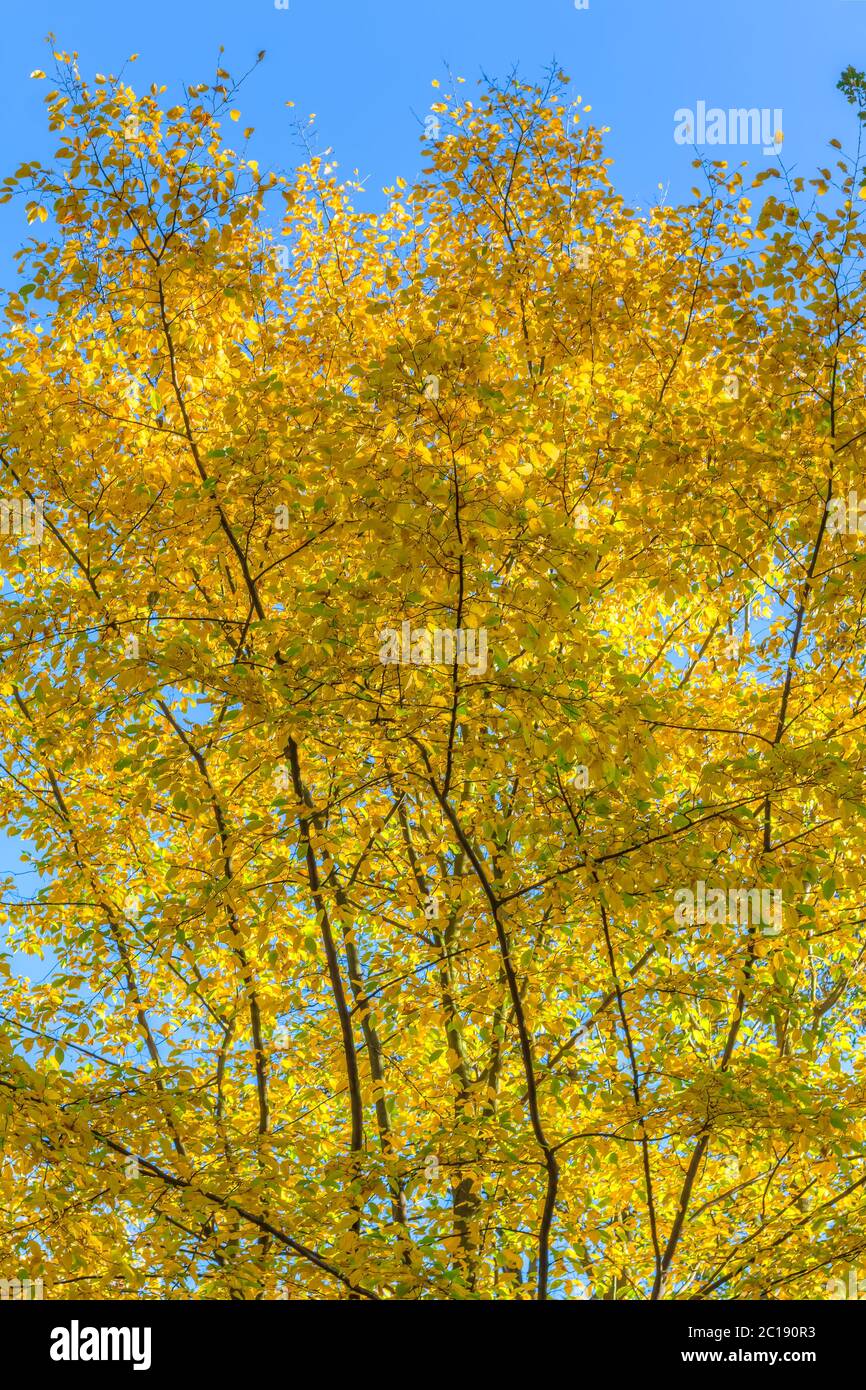 Foglie colorate in un paesaggio di foresta autunnale Foto Stock