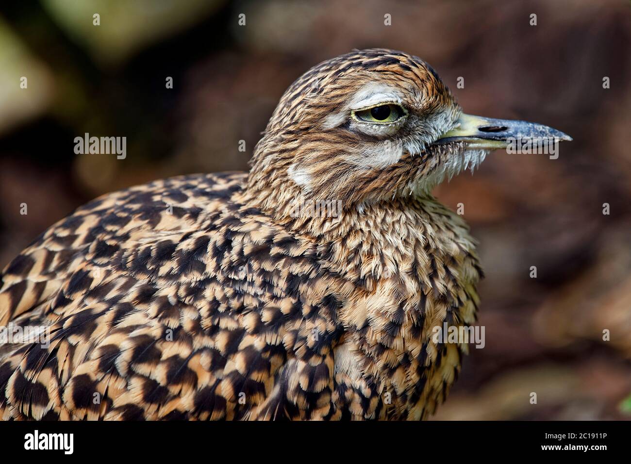 La pietra-arricciata eurasiatica - Burhinus oedicnemus Foto Stock
