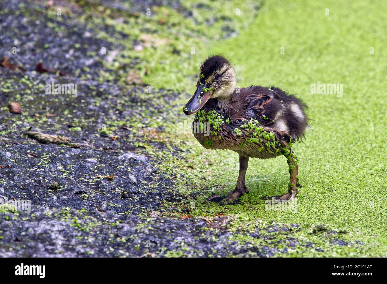 Gadwall - Mareca strepera Foto Stock