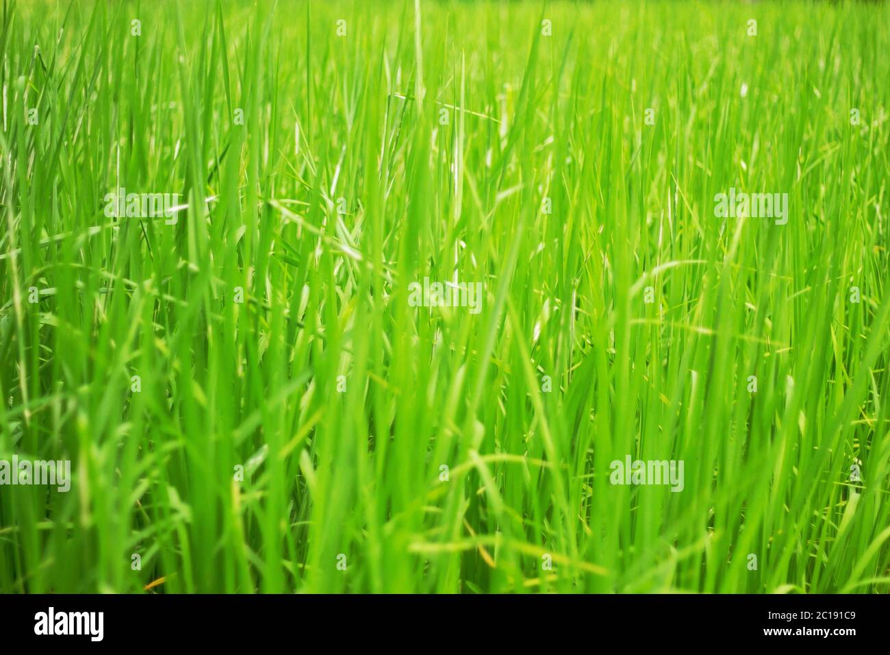 piante di riso sul campo. Foto Stock