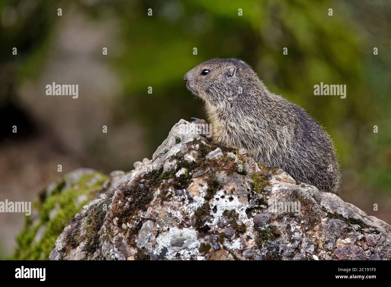 La marmotta alpina - Marmota marmota Foto Stock
