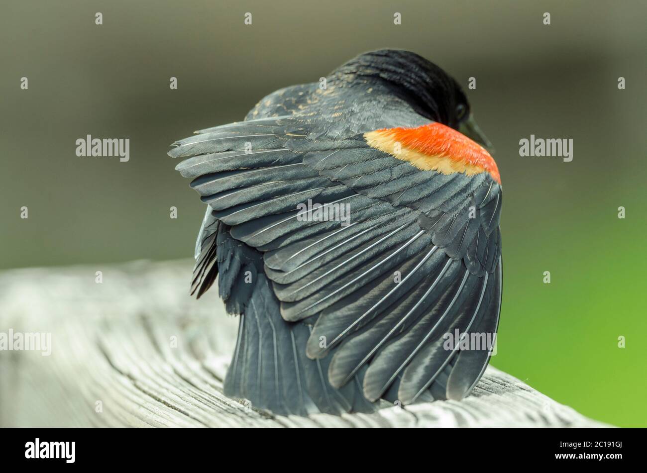 Un maschio di riproduzione Blackbird alato rosso si estende la sua ala in un parco a Kirkland, Washington. Foto Stock