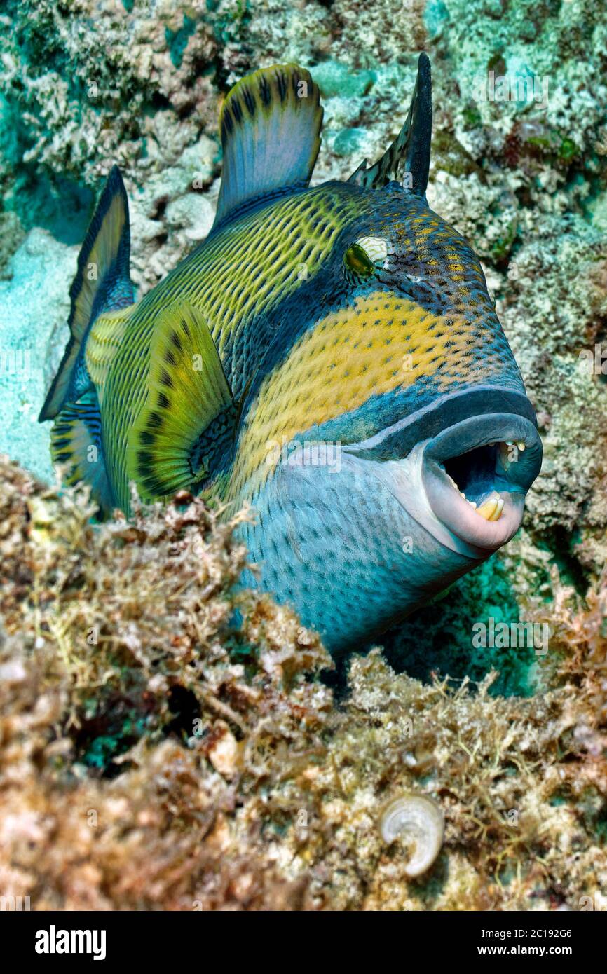 Titano trignerfish - Balistoides viridesens Foto Stock