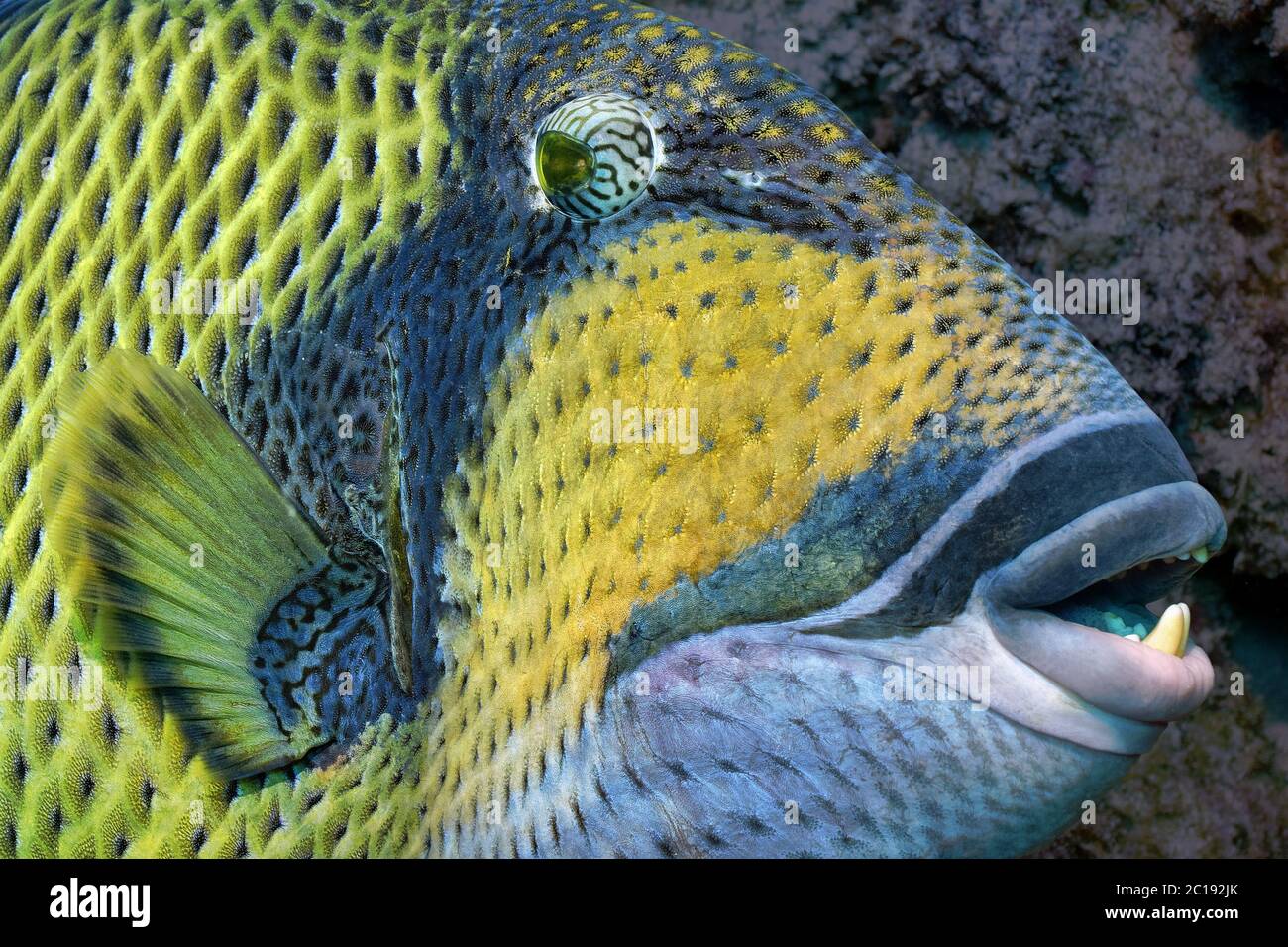 Titano trignerfish - Balistoides viridesens Foto Stock