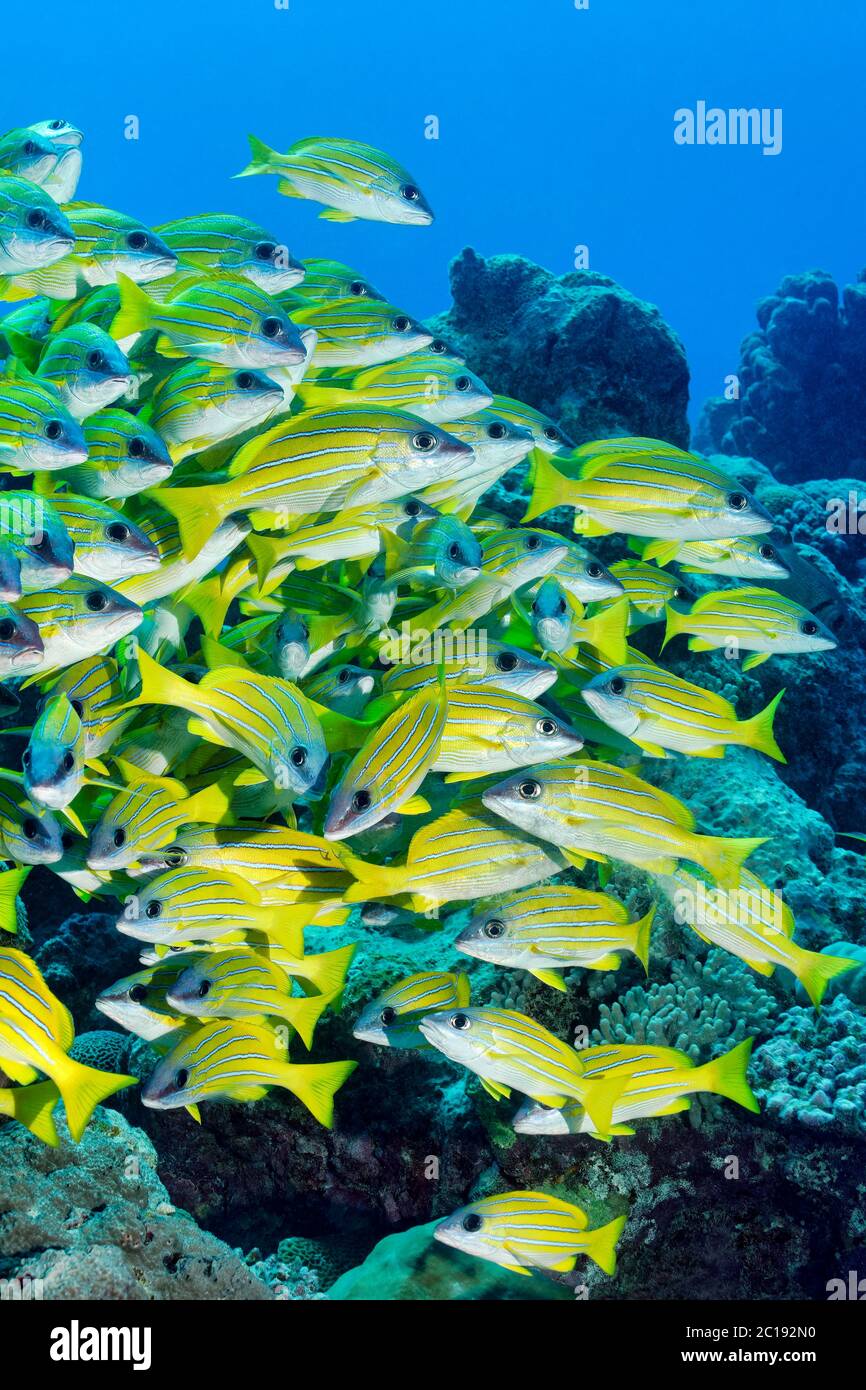 Sciopero di Bluestripe Snapper - Lutjanus kasmira Foto Stock