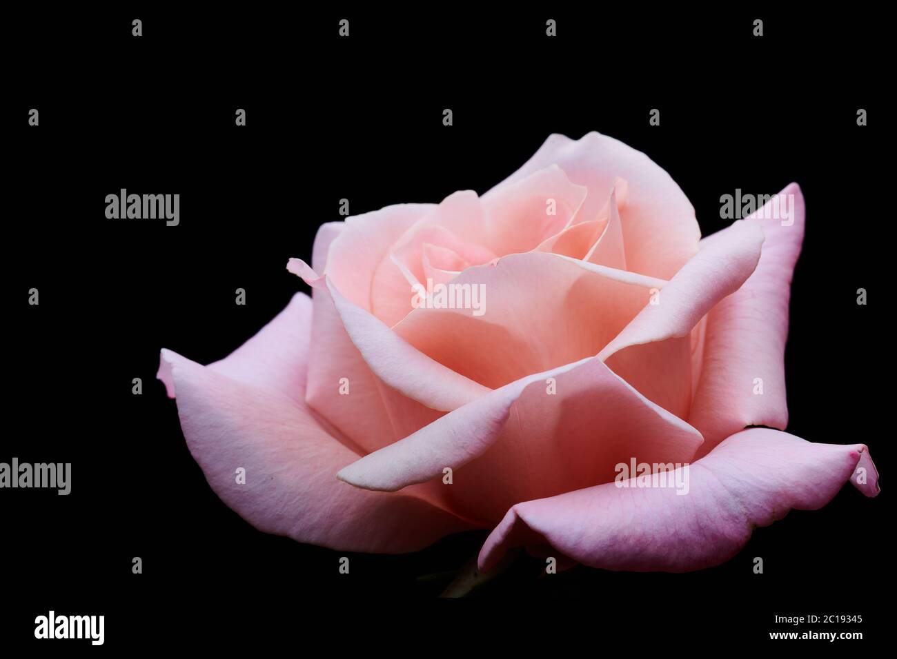 Una rosa solitaria fiorisce. Foto Stock