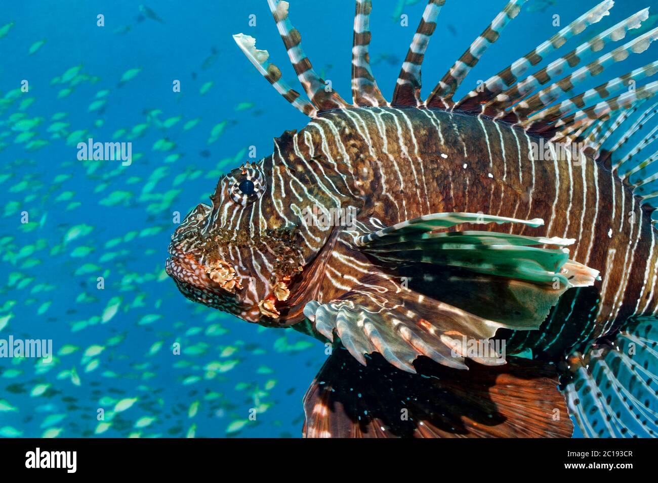 Leone comune / Diavolo firefish - Pterois miles Foto Stock