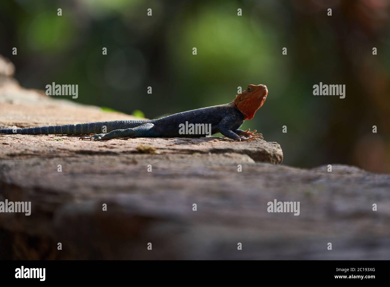 Comune agama rosso testa roccia agama o arcobaleno agama una famiglia di lucertole Agamidae maschio Amboseli Kenya Foto Stock