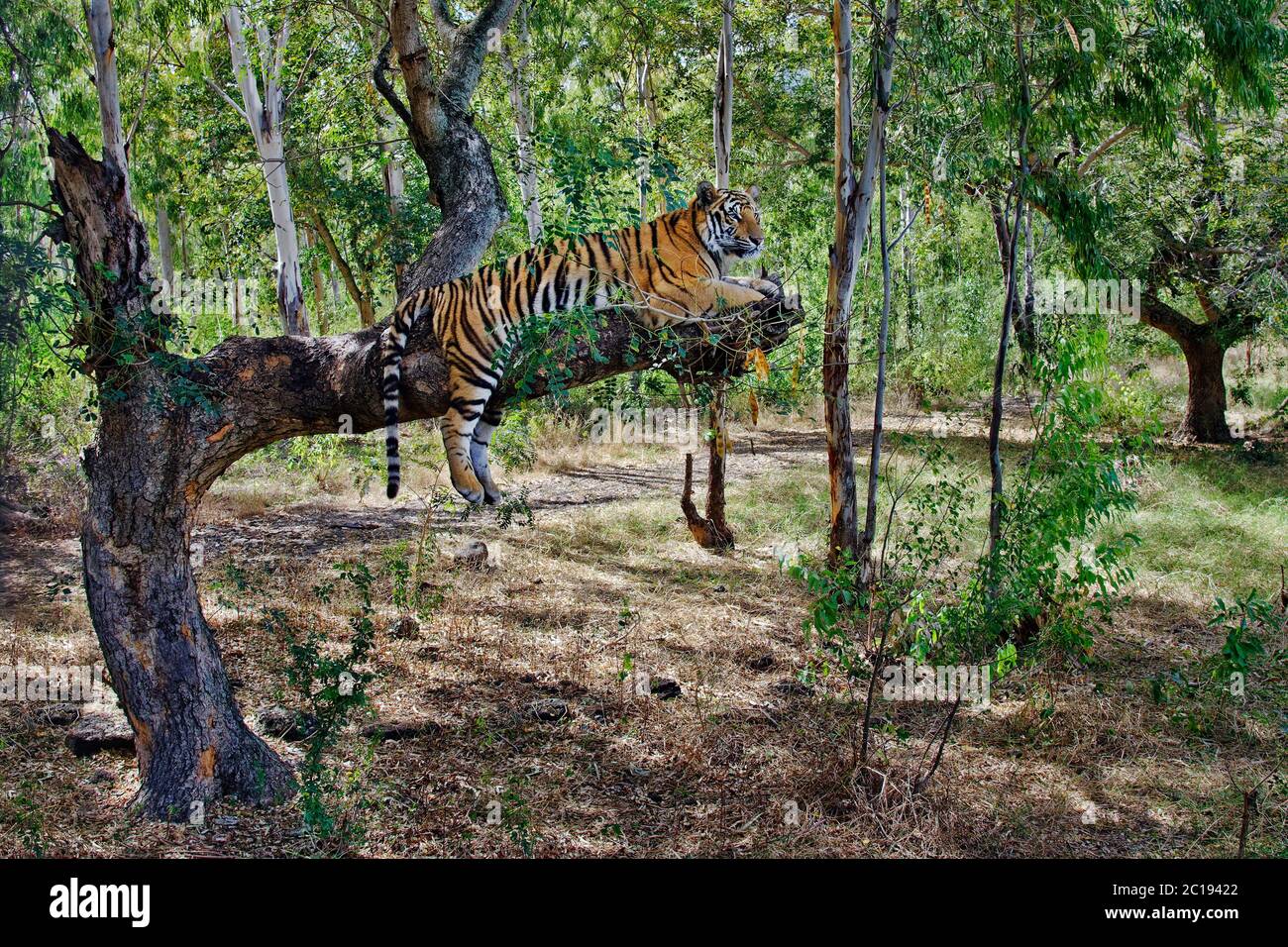 Tigre del Bengala - Panthera tigris tigris Foto Stock