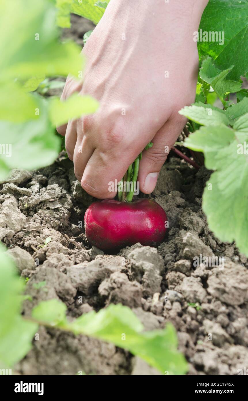 Mano maschile che tira il ravanello rosso dal giardino Foto Stock