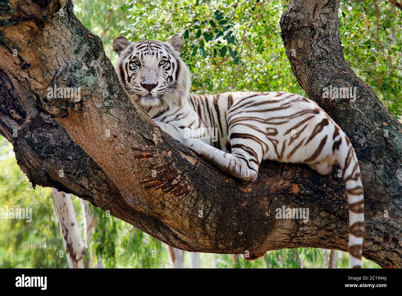 Il Bengala tigre bianca - Panthera tigris tigris Foto Stock