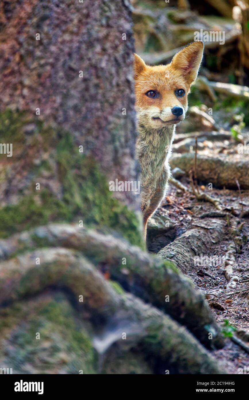 Giovani Red Fox - Vulpes vulpes Foto Stock