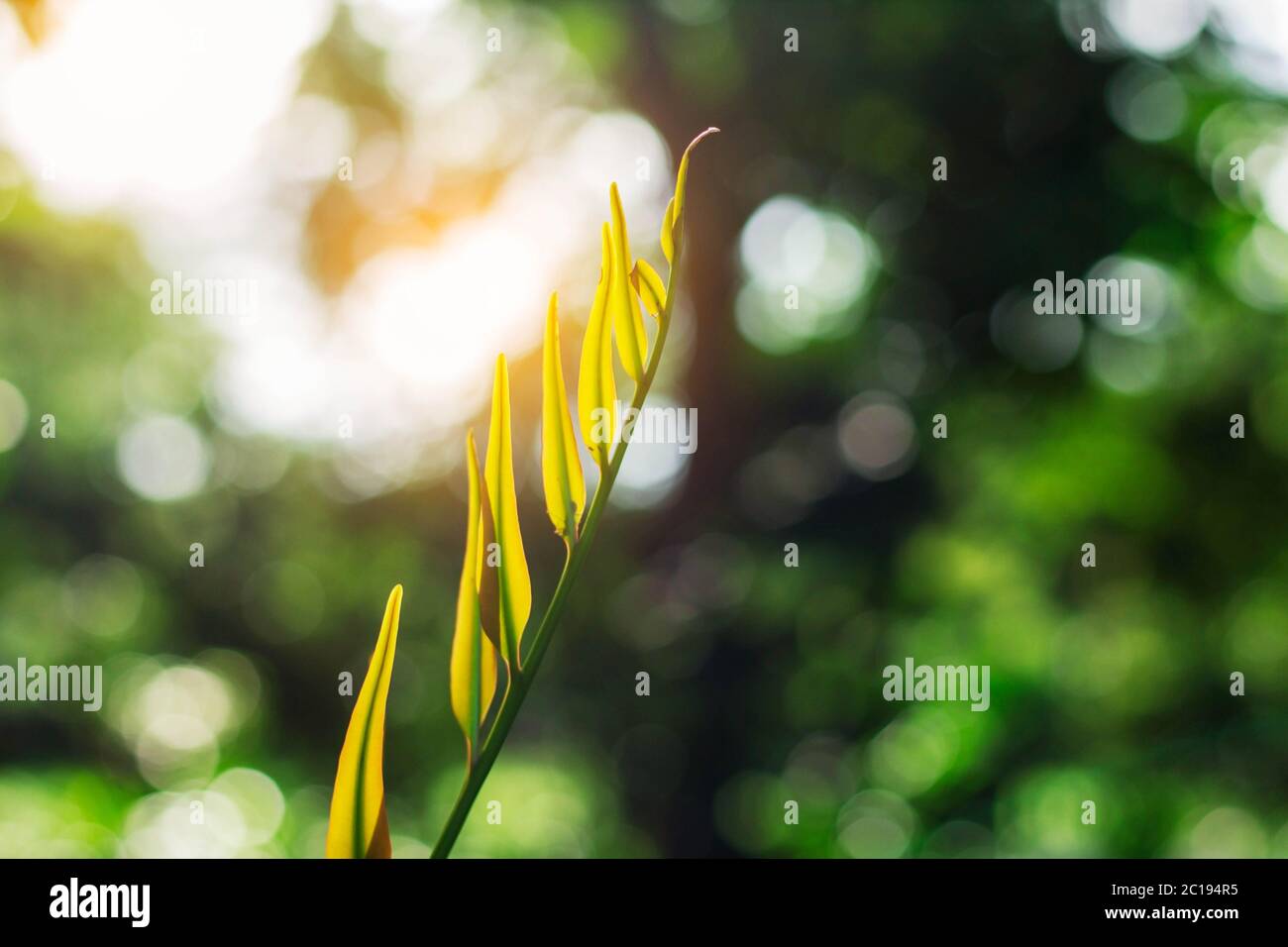 Verdure crescenti con luce solare. Foto Stock