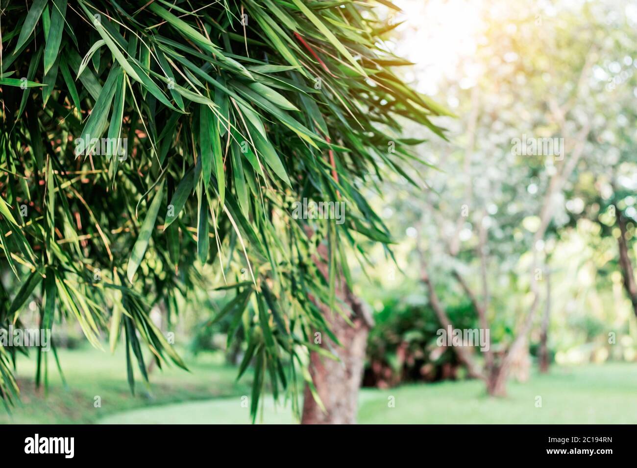 Bambù in estate. Foto Stock
